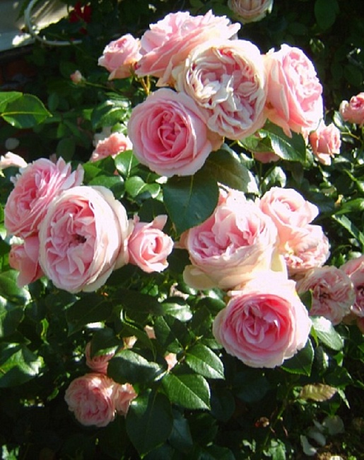 Роза плетистая Джардина